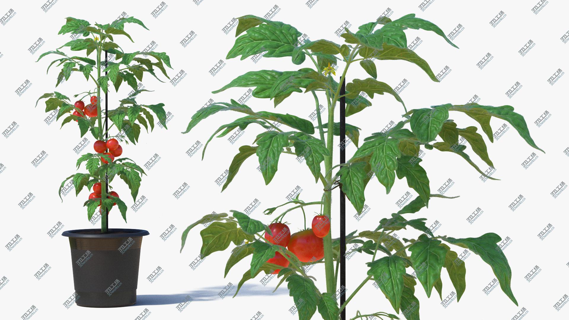 images/goods_img/202105072/3D model Red Tomato Plant Grown Pot/3.jpg